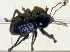 Prostomus scutellaris