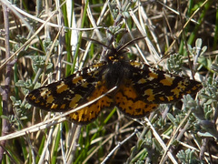 Eurranthis plummistaria