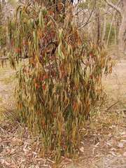 Amyema pendula pendula