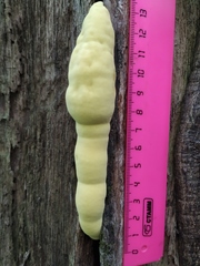 Laetiporus sulphureus