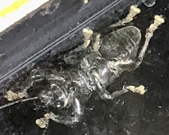 Prostomus scutellaris
