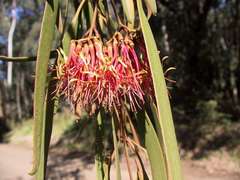 Amyema pendula pendula