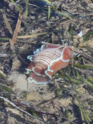 Hydatina physis observed 2026-10-30