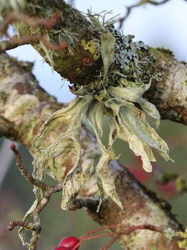 Ramalina observed 2026-10-29