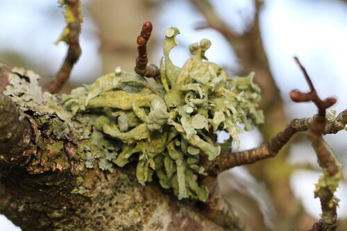 Ramalina observed 2026-10-29