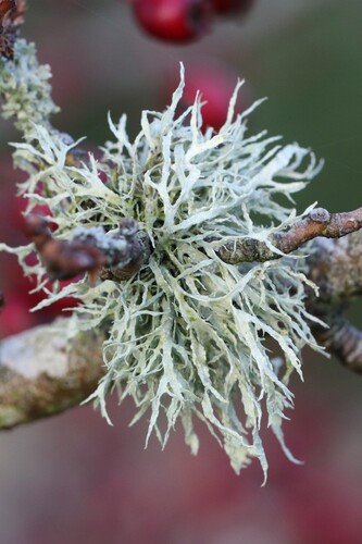 Ramalina observed 2026-10-29