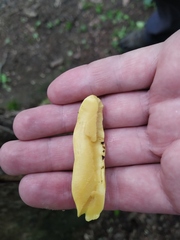 Laetiporus sulphureus