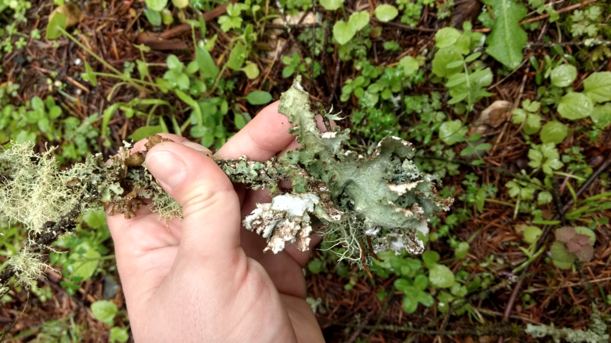 Platismatia glauca image