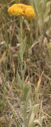 Chrysocephalum apiculatum