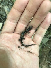 Plethodon wehrlei