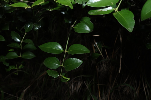 Ixora observed 2026-10-29