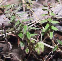 Acrotriche prostrata