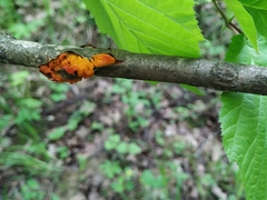 Tremella mesenterica