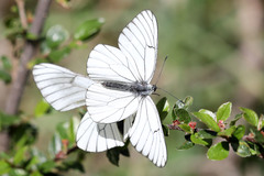 Aporia crataegi