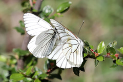 Aporia crataegi