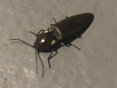 Ignelater havaniensis