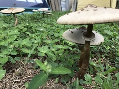 Chlorophyllum molybdites