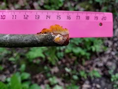 Tremella mesenterica