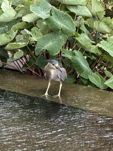 Nycticorax nycticorax observed 2026-10-29