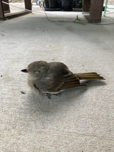 Golden Whistler