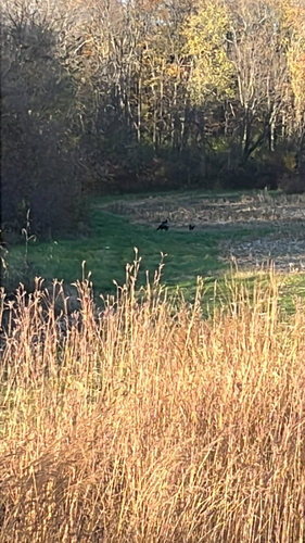 Meleagris gallopavo observed 2026-10-29