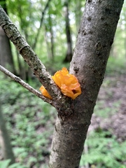 Tremella mesenterica