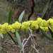 Acacia leprosa uninervia - Photo 由 Russell Best 所上傳的 (c) Russell Best，保留部份權利CC BY