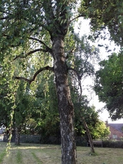 Betula pendula