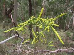 Acacia leprosa uninervia