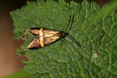 Nemophora degeerella