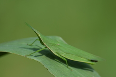 Atractomorpha lata