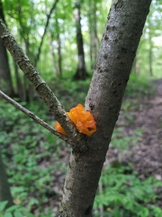 Tremella mesenterica