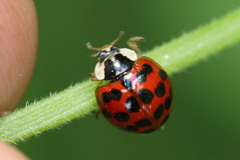 Harmonia axyridis