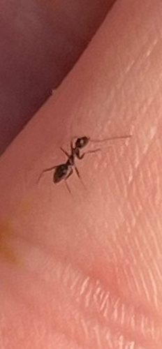 Paratrechina longicornis observed 2026-10-29
