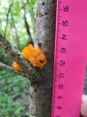 Tremella mesenterica