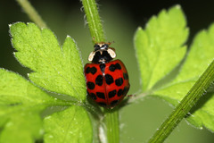 Harmonia axyridis