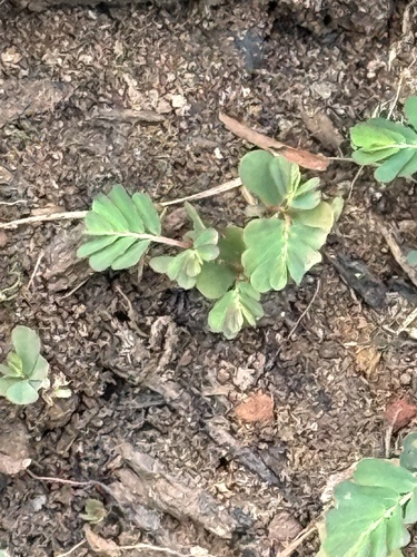 Phyllanthus urinaria observed 2026-10-29