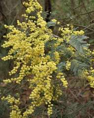 Acacia dealbata dealbata