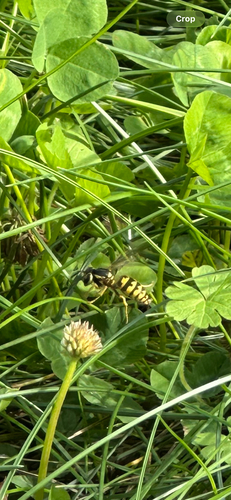 Vespula pensylvanica observed 2026-10-29