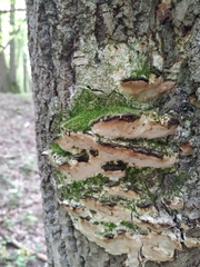 Fungi