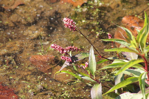 Persicaria glabra observed 2026-10-29