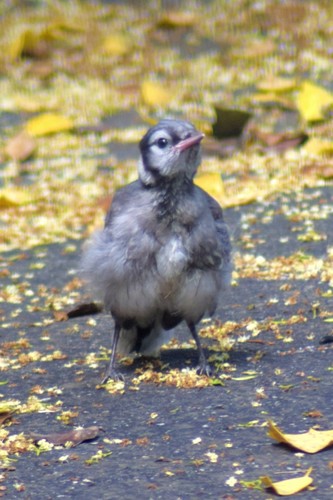 Blue Jay photographed in Delaware