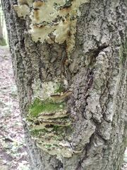 Fungi