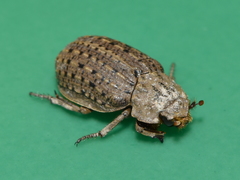 Omorgus suberosus