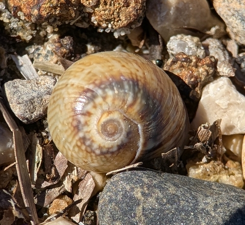 Nerita observed 2026-10-28