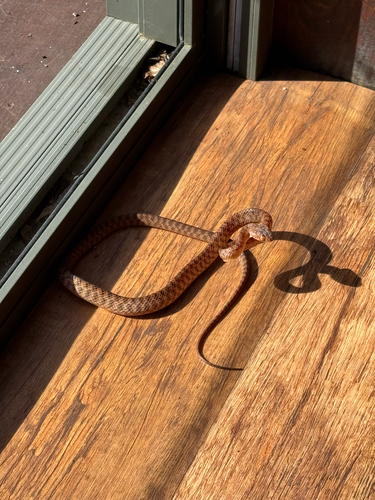 Boiga irregularis observed 2026-10-30
