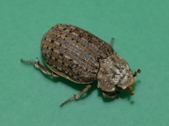 Omorgus suberosus