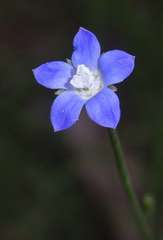 Wahlenbergia multicaulis