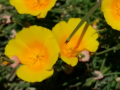 Eschscholzia californica maritima