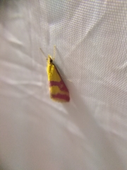 Pyrausta sanguinalis